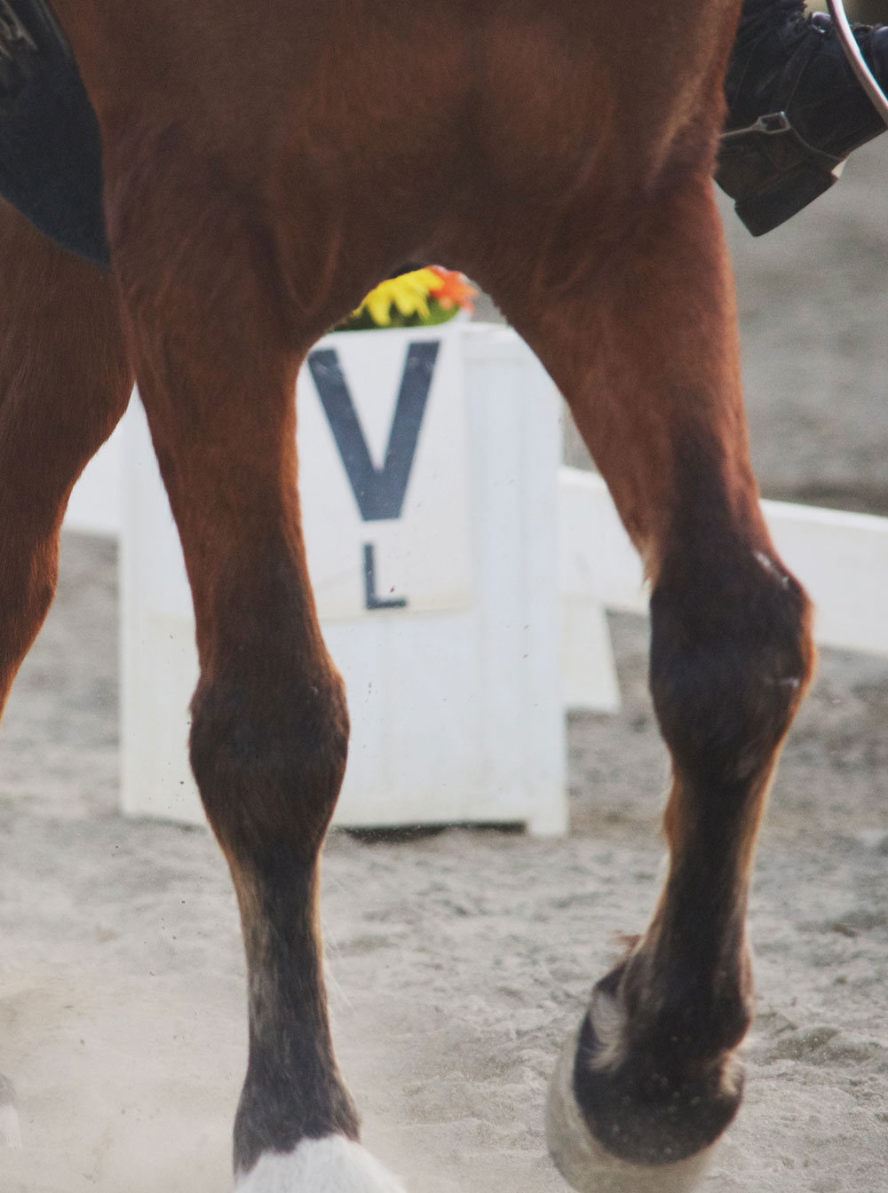 //cavallo-arena.de/wp-content/uploads/2019/06/uberuns.jpg